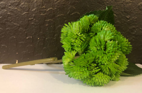 Green Sedum Spray