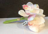 Orchid Bundle