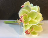 Orchid Bundle