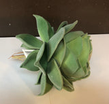 Succulent Rose Cabbage