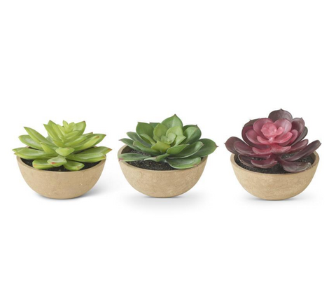 Succulent Plant in 4 Inch Bowl (3 Variants)