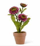 10.5" Triple Head Zinnia in Ceramic Pot (2 Colors)