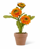 10.5" Triple Head Zinnia in Ceramic Pot (2 Colors)