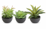 4.25" Assorted Succulent in Black Pot (3 Styles)