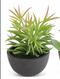 4.25" Assorted Succulent in Black Pot (3 Styles)