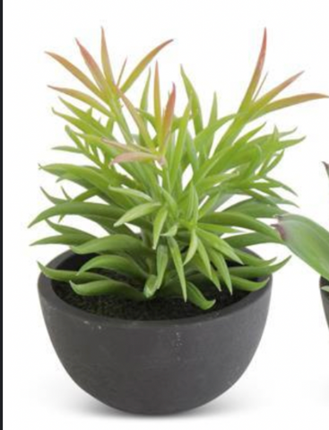 4.25" Assorted Succulent in Black Pot (3 Styles)