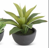 4.25" Assorted Succulent in Black Pot (3 Styles)