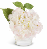 Hydrangea in Glass Vase