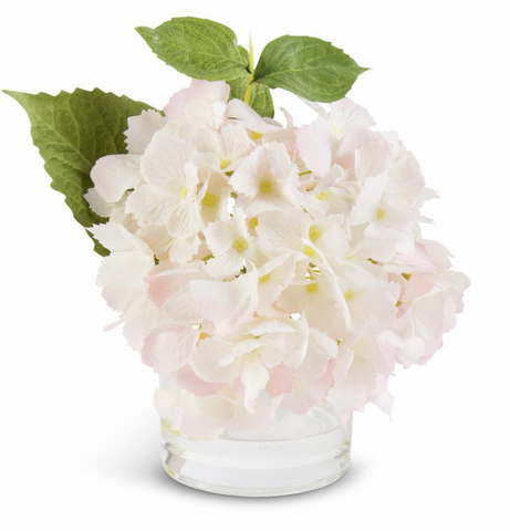 Hydrangea in Glass Vase