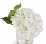 Hydrangea in Glass Vase